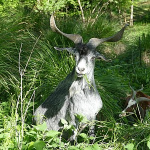 Visite de la ferme Api‑Rove du Frou_Saint-Christophe-sur-Guiers Visite de la ferme Api‑Rove du Frou_Saint-Christophe-sur-Guiers