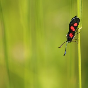 C.MAILLOTTE C.MAILLOTTE