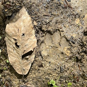 E. Hofstetter E. Hofstetter