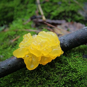 Sortie nature : A la recherche du blob_La Bridoire Sortie nature : A la recherche du blob_La Bridoire